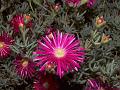 Trailing Ice Plant